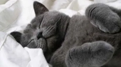 Vlastnosti kočkového spánku